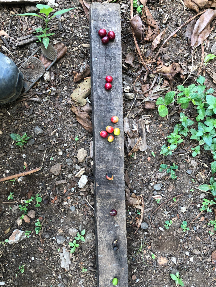 Comparison of good and not so good coffee cherries