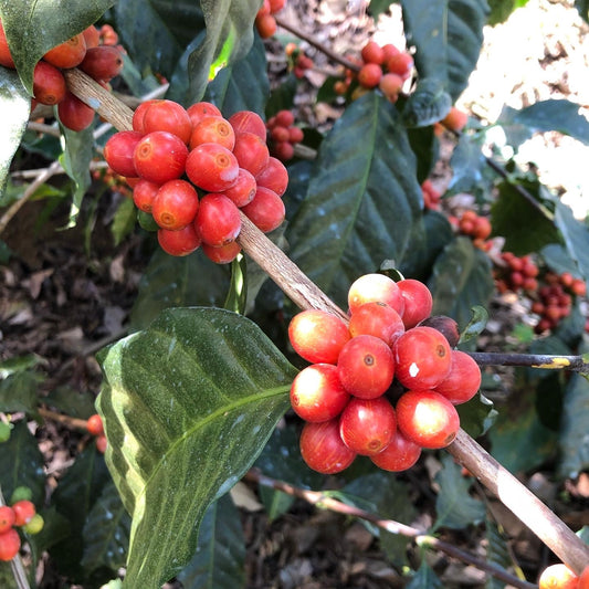 Why Coffee Prices Have Skyrocketed in 2025: A Wake-Up Call for Your Morning Brew