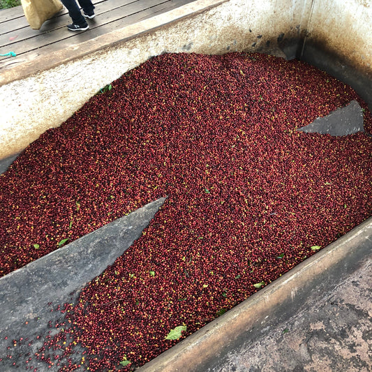 Brew New Adventures: Exploring Specialty Coffees in 2026