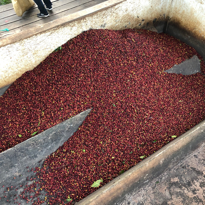 Brew New Adventures: Exploring Specialty Coffees in 2026